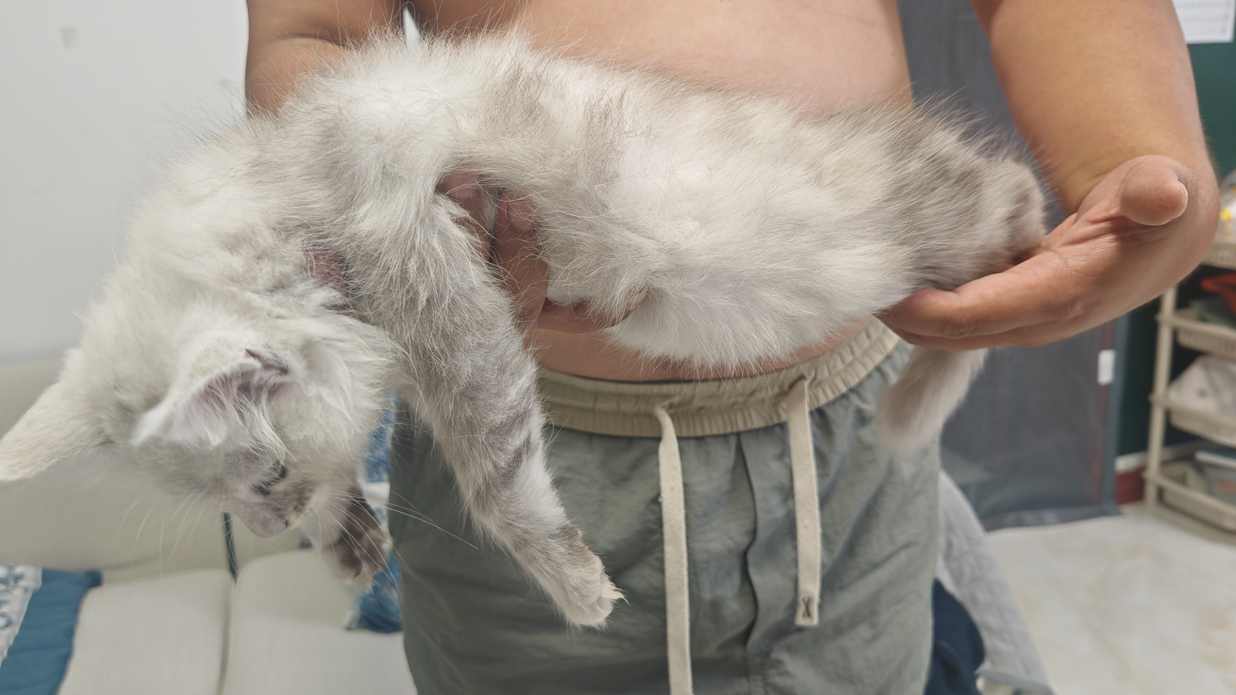 缅因猫